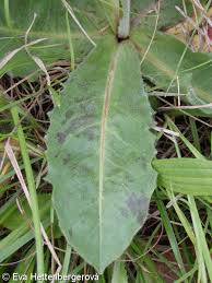 Attēlu rezultāti vaicājumam “Hypochaeris maculata leaf”