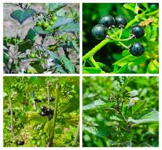 Attēlu rezultāti vaicājumam “Solanum nigrum leaf”