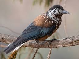 Attēlu rezultāti vaicājumam “Nucifraga caryocatactes”