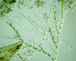 Attēlu rezultāti vaicājumam “Bulbochaete mirabilis”