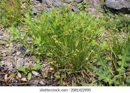 Attēlu rezultāti vaicājumam “Carex lepidocarpa”