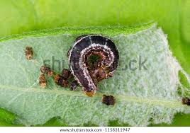 Attēlu rezultāti vaicājumam “Hydriomena furcata”