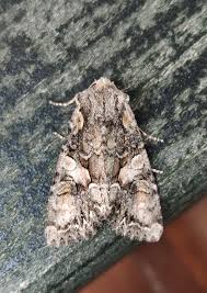 Attēlu rezultāti vaicājumam “Lacanobia contigua”