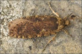 Attēlu rezultāti vaicājumam “Agonopterix heracliana”