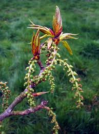 Attēlu rezultāti vaicājumam “Populus x gileadensis leaf”