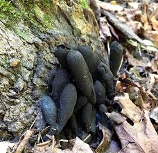 Attēlu rezultāti vaicājumam “Xylaria polymorpha”