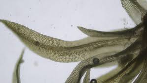 Attēlu rezultāti vaicājumam “Oxystegus tenuirostris”