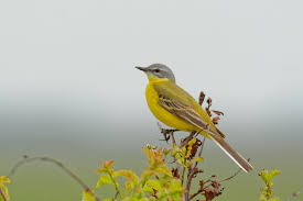 Attēlu rezultāti vaicājumam “Motacilla flava flava”