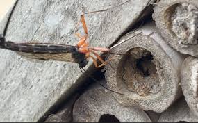 Attēlu rezultāti vaicājumam “Ichneumonidae cocoon”