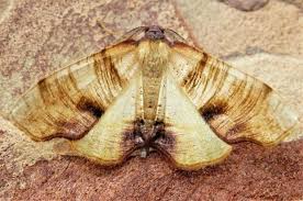 Attēlu rezultāti vaicājumam “Plagodis dolabraria”