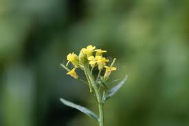 Attēlu rezultāti vaicājumam “Erysimum cheiranthoides flower”