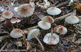 Attēlu rezultāti vaicājumam “Mycena zephirus”