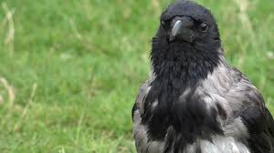 Attēlu rezultāti vaicājumam “Corvus cornix juvenile”