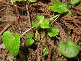 Attēlu rezultāti vaicājumam “Viola mirabilis leaf”