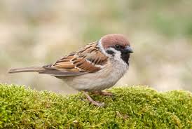 Image result for Passer montanus