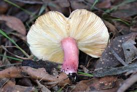 Attēlu rezultāti vaicājumam “Russulales”