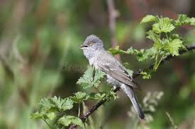 Attēlu rezultāti vaicājumam “Sylvia curruca adult”