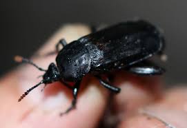 Attēlu rezultāti vaicājumam “Necrodes littoralis”