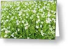 Attēlu rezultāti vaicājumam “Stellaria holostea fruit”