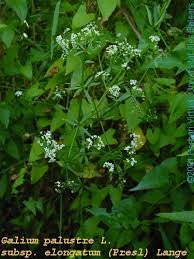 Attēlu rezultāti vaicājumam “Galium palustre fruit”