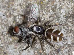 Attēlu rezultāti vaicājumam “Salticus sp.”