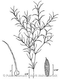 Attēlu rezultāti vaicājumam “Najas minor leaf”