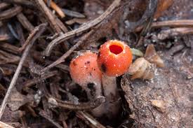 Attēlu rezultāti vaicājumam “Microstoma protracta”