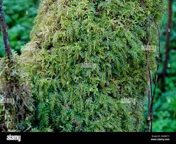 Attēlu rezultāti vaicājumam “Hypnum cupressiforme”