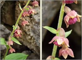 Attēlu rezultāti vaicājumam “Epipactis atrorubens flower”