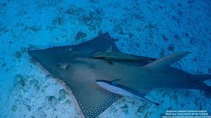 Image result for Rhynchobatus australiae