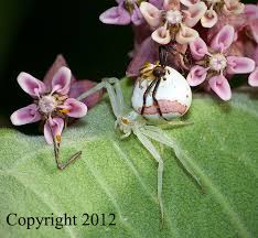 Image result for crab spider