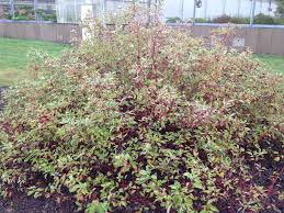 Attēlu rezultāti vaicājumam “Cornus sericea”