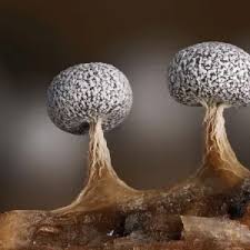 Attēlu rezultāti vaicājumam “Physarum melleum macro”