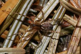 Attēlu rezultāti vaicājumam “Neriene montana”