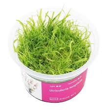 Image result for Utricularia