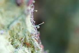 Attēlu rezultāti vaicājumam “Chaenotheca furfuracea”