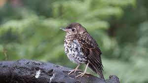 Attēlu rezultāti vaicājumam “Ficedula hypoleuca juvenile”