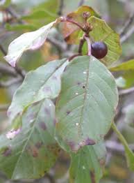 Attēlu rezultāti vaicājumam “Frangula alnus fruit”