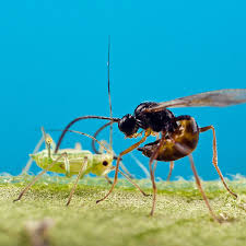 Attēlu rezultāti vaicājumam “Aphis confusa”