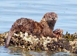 Image result for Eltham Otters