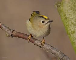 Attēlu rezultāti vaicājumam “Regulus regulus”