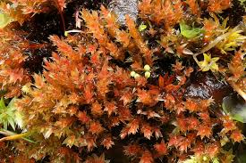 Attēlu rezultāti vaicājumam “Bryum pallens”