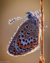 Attēlu rezultāti vaicājumam “Issoria lathonia underside”