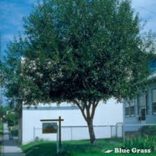 Attēlu rezultāti vaicājumam “Salix pentandra leaf”