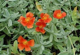 Attēlu rezultāti vaicājumam “Helianthemum x hybridum flower”