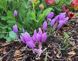 Attēlu rezultāti vaicājumam “Colchicum autumnale flower”