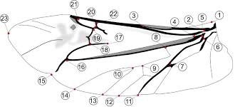 Attēlu rezultāti vaicājumam “Leptura annularis”