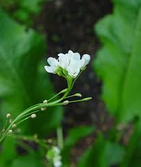 Attēlu rezultāti vaicājumam “Armoracia rusticana”