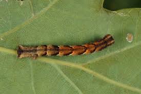 Attēlu rezultāti vaicājumam “Cyclophora punctaria”