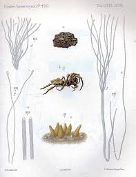 Attēlu rezultāti vaicājumam “Torrubiella arachnophila”